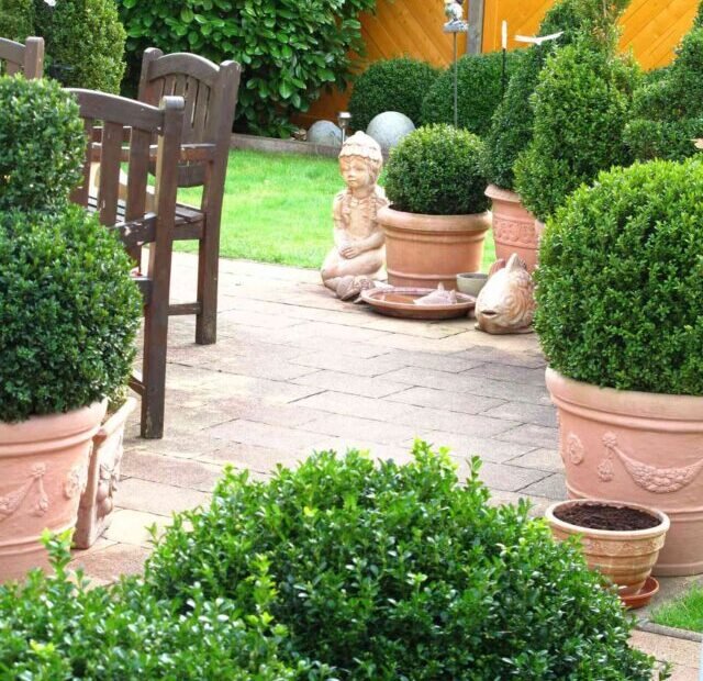 best-patio-plants-4588544-boxwood-bc076d70a75f4398a6d7626748ced22b